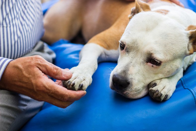 A dog with its paw held out.