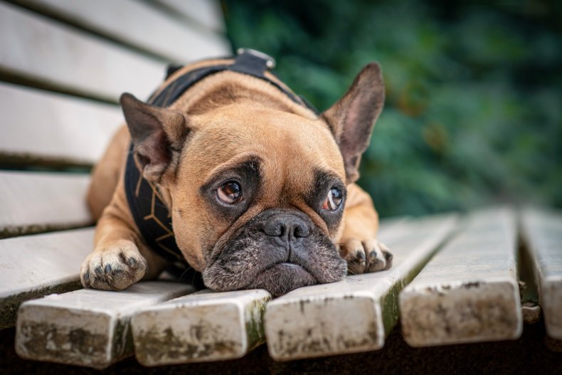 A puppy seen on a bench.