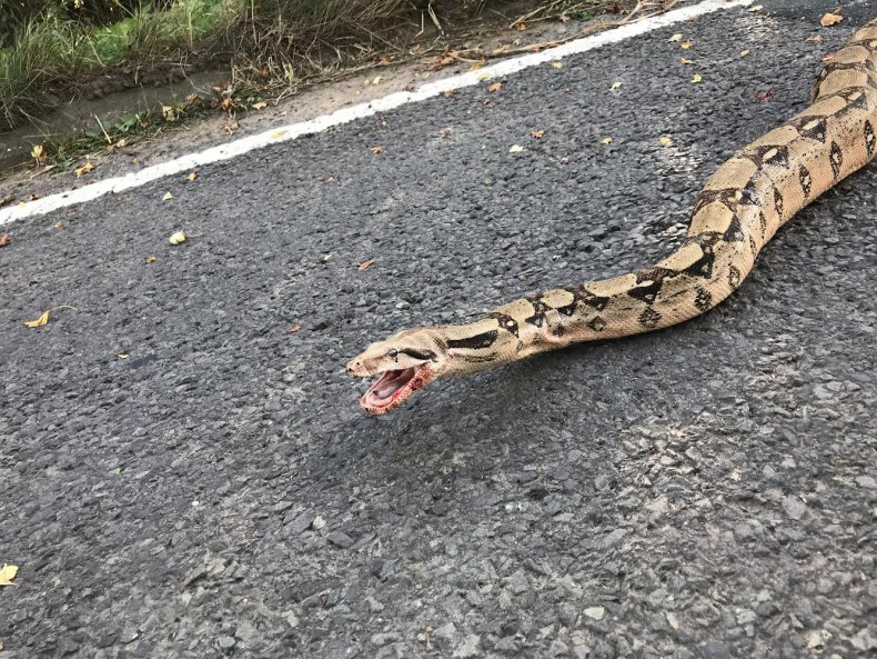 Injured boa