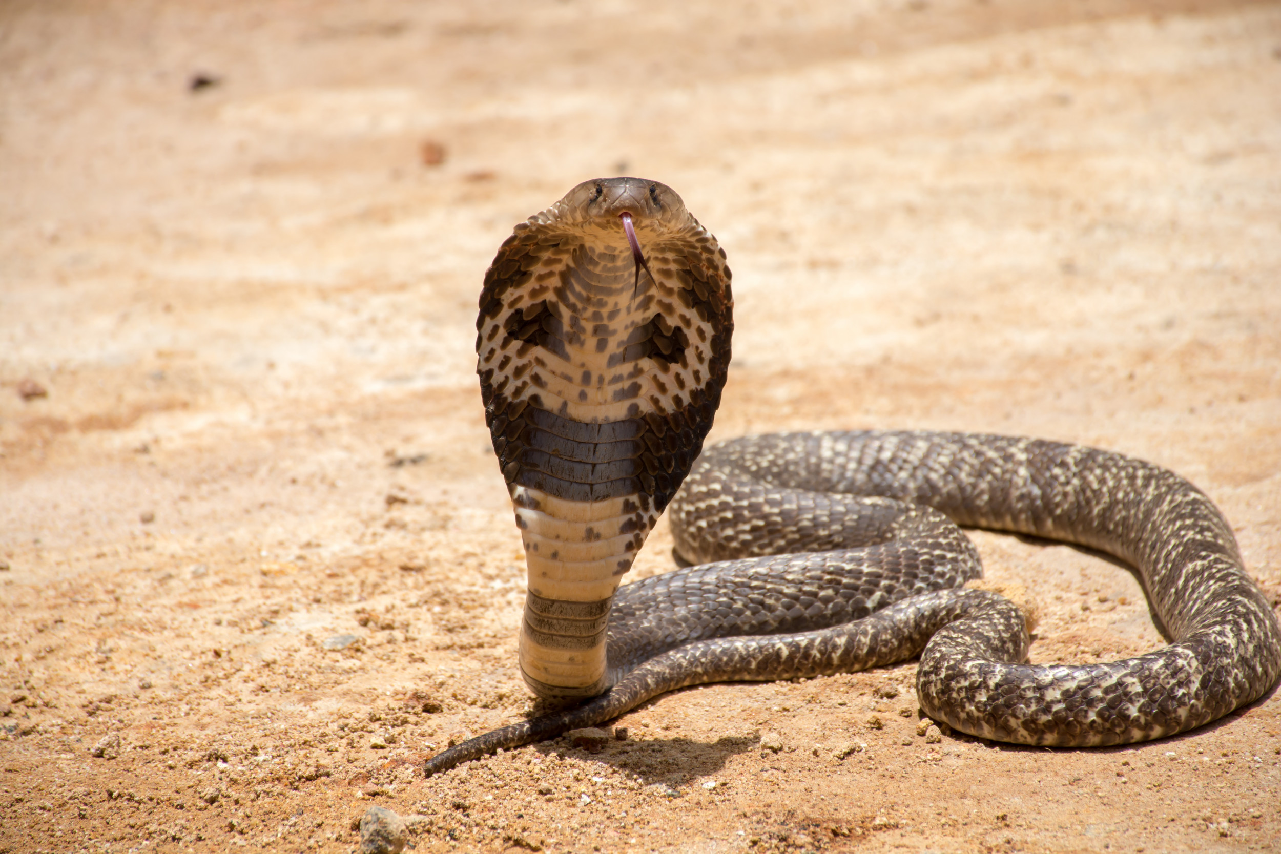 Fight Between 15-foot King Cobra and Giant Monitor Lizard Caught on ...