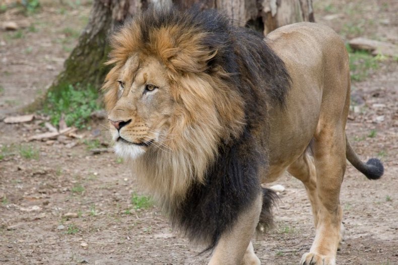 African Lion