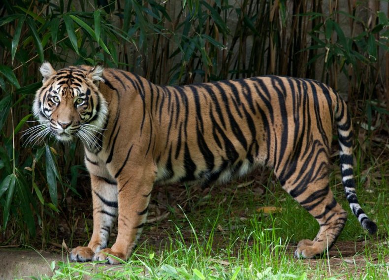 Lions and Tigers at National Zoo Test Positive for
COVID-19 2 Tiger, National Zoo