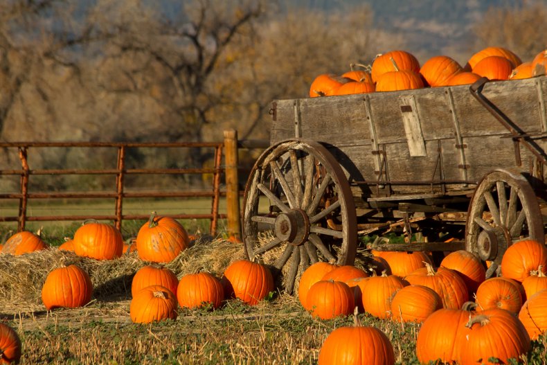 Pumpkins at a pumpkin patch