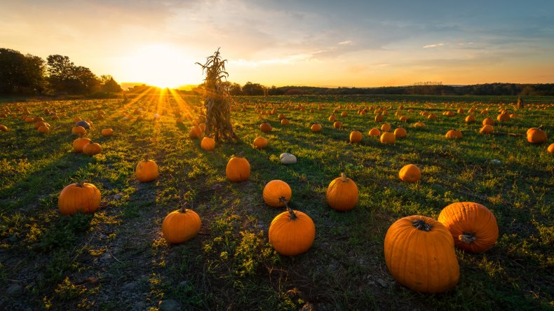 Pumpkins at a pumpkin patch