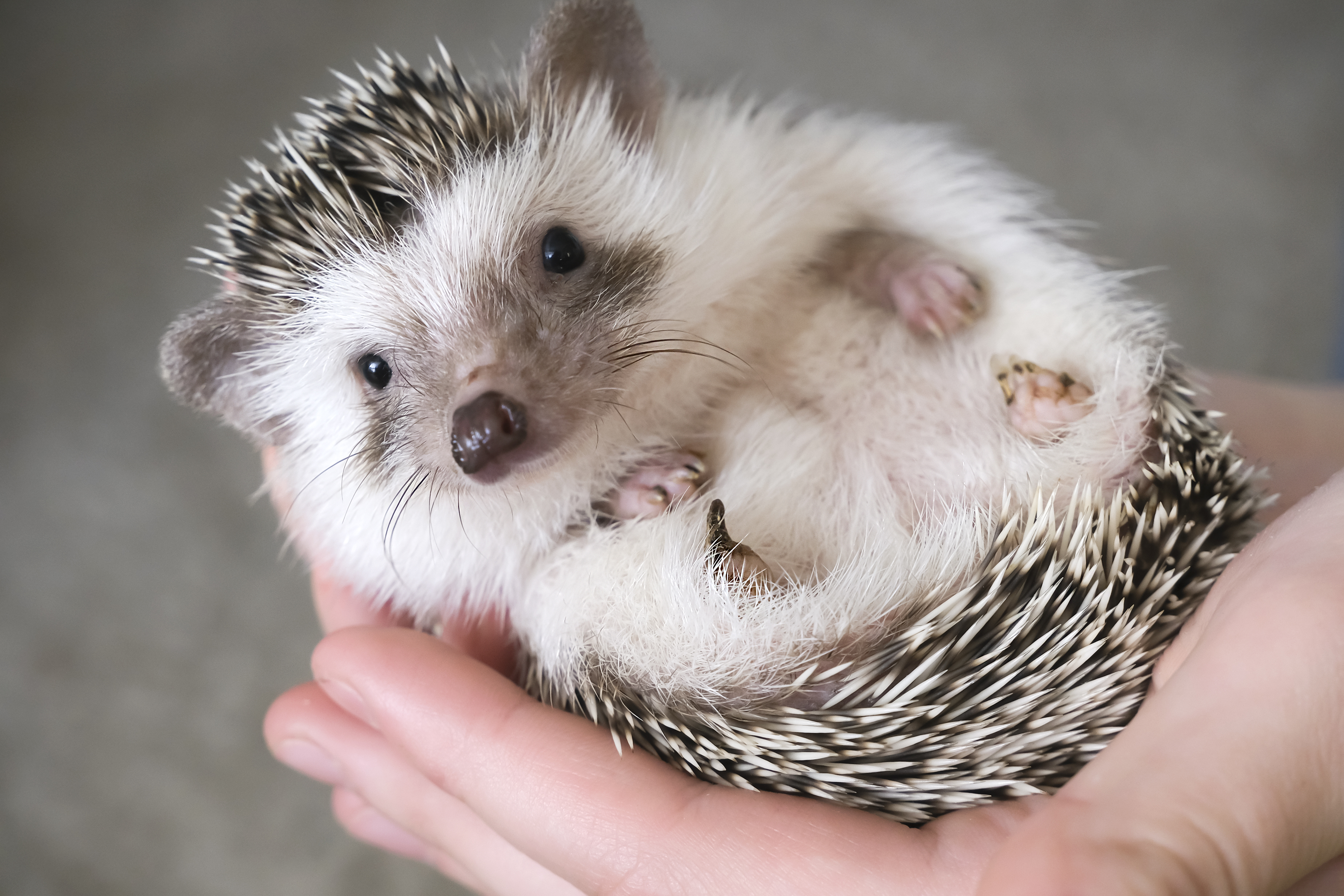 Tiny animals as store pets