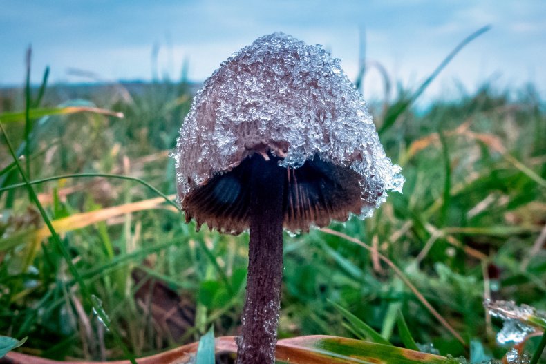 A magic mushroom in the U.K.