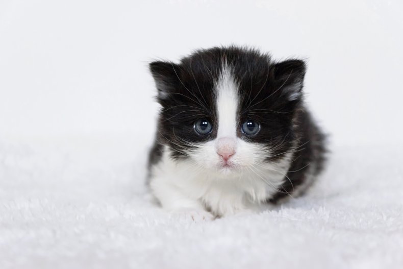 A black and white kitten.