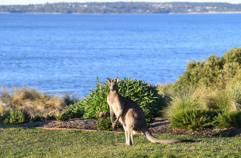 Kangaroo in Lake