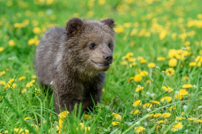 brown bear cub