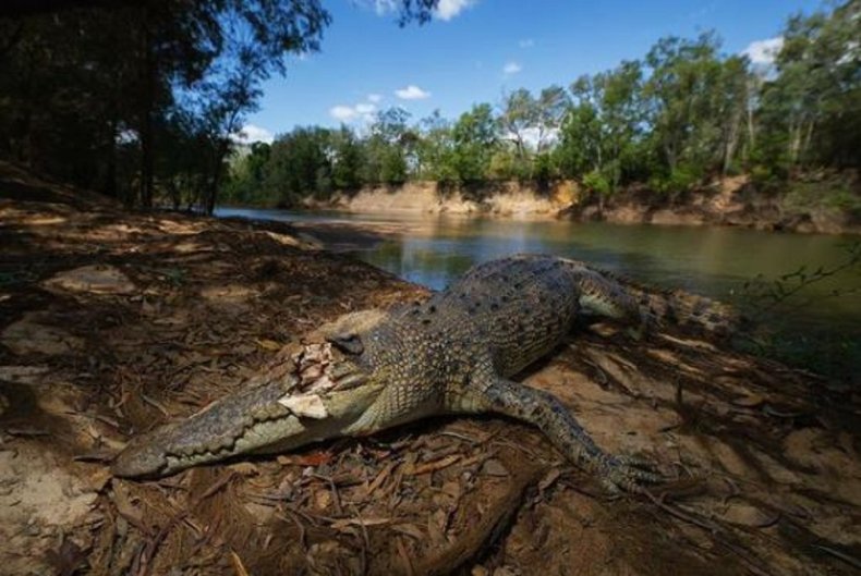 Robert Irwin's photograph of the crocodile. 