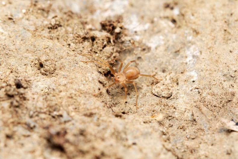Brown recluse spider
