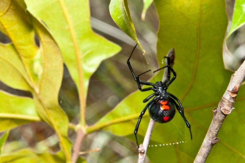 Black widow