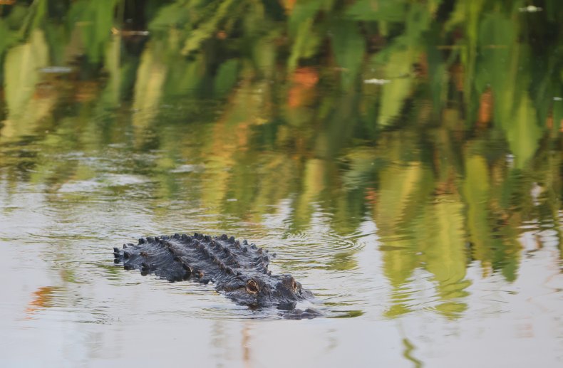 Alligator attack