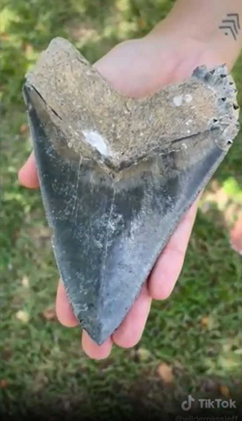 Jeffrey Heim's megalodon tooth. 