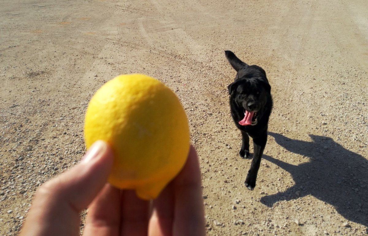 File photo of dog and a lemon.