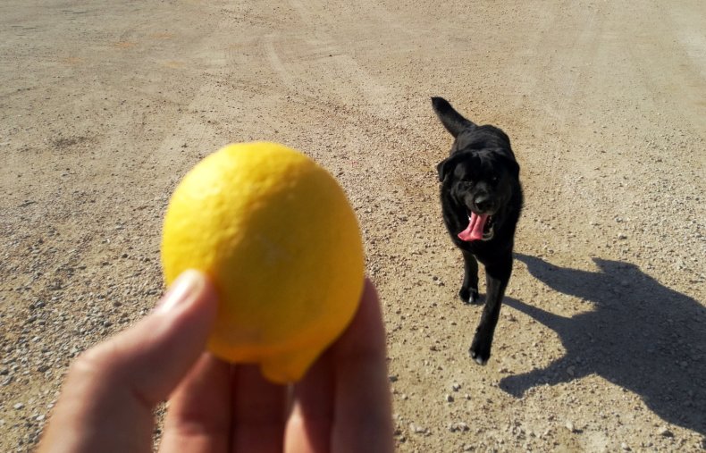 File photo of dog and a lemon.