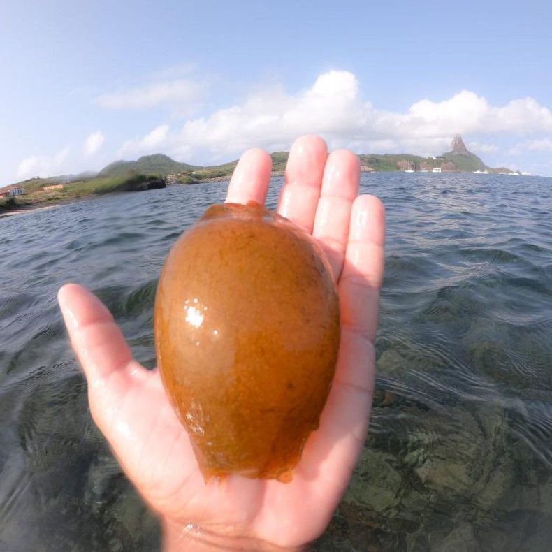Shark Egg found in Brazil