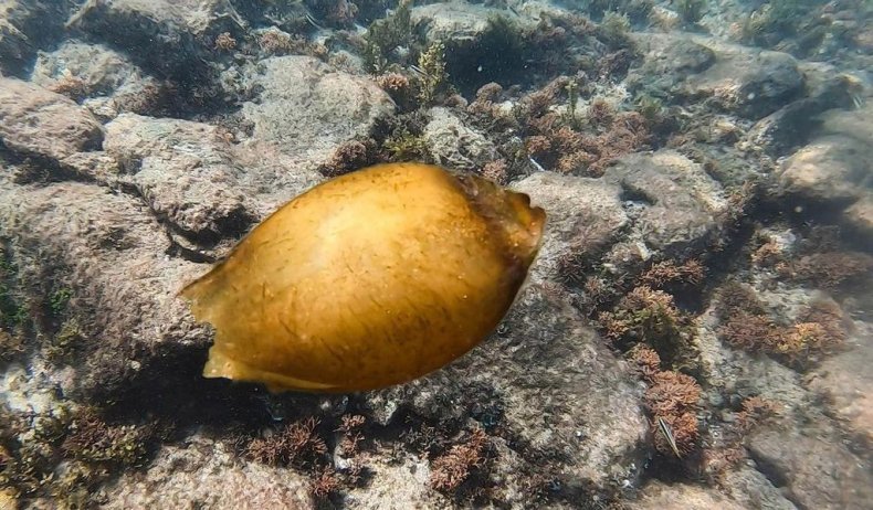 Shark Egg found by diver