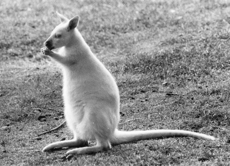 Wallaby