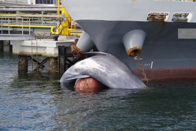 Dead whale Dead whale