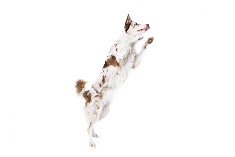 Dog jumping