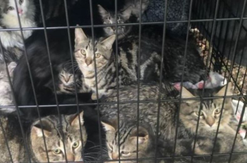 The cats were abandoned in a crate