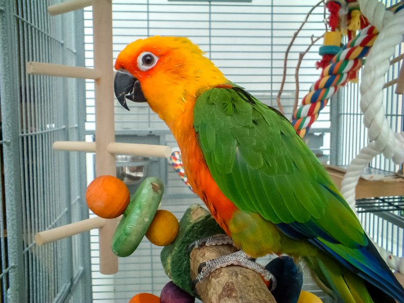 Parrot sitting in a cage