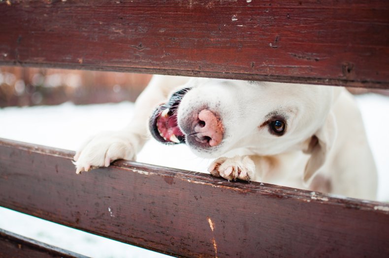 File photo of dog behind a fence.
