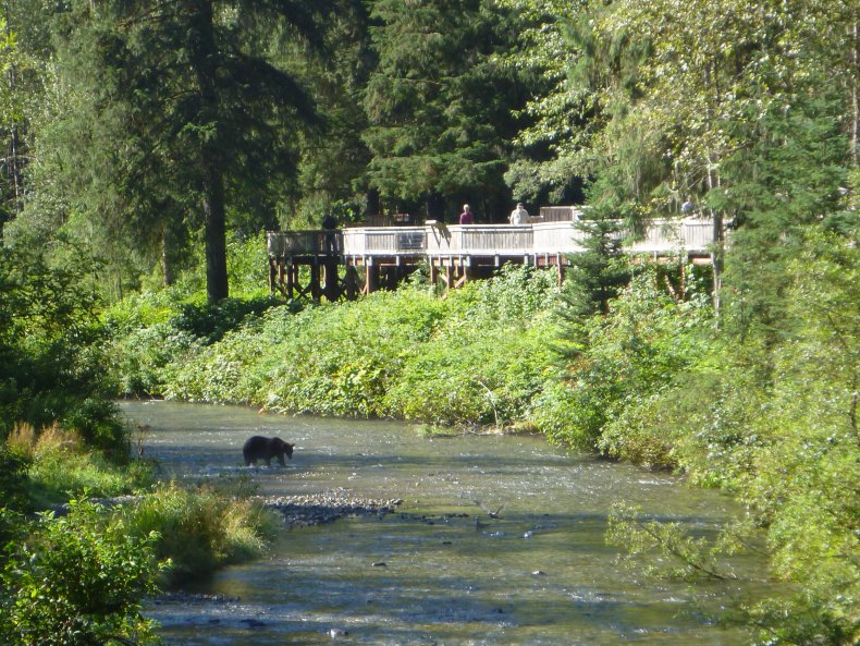 The Fish Creek Bear Viewing Area.