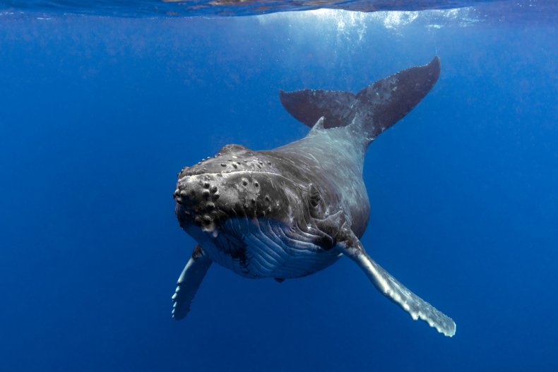 humpback whale