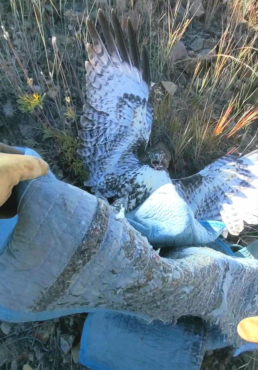 Red-Tailed Hawk Rescued After Being Hit By Truck, Getting Stuck in its Grill