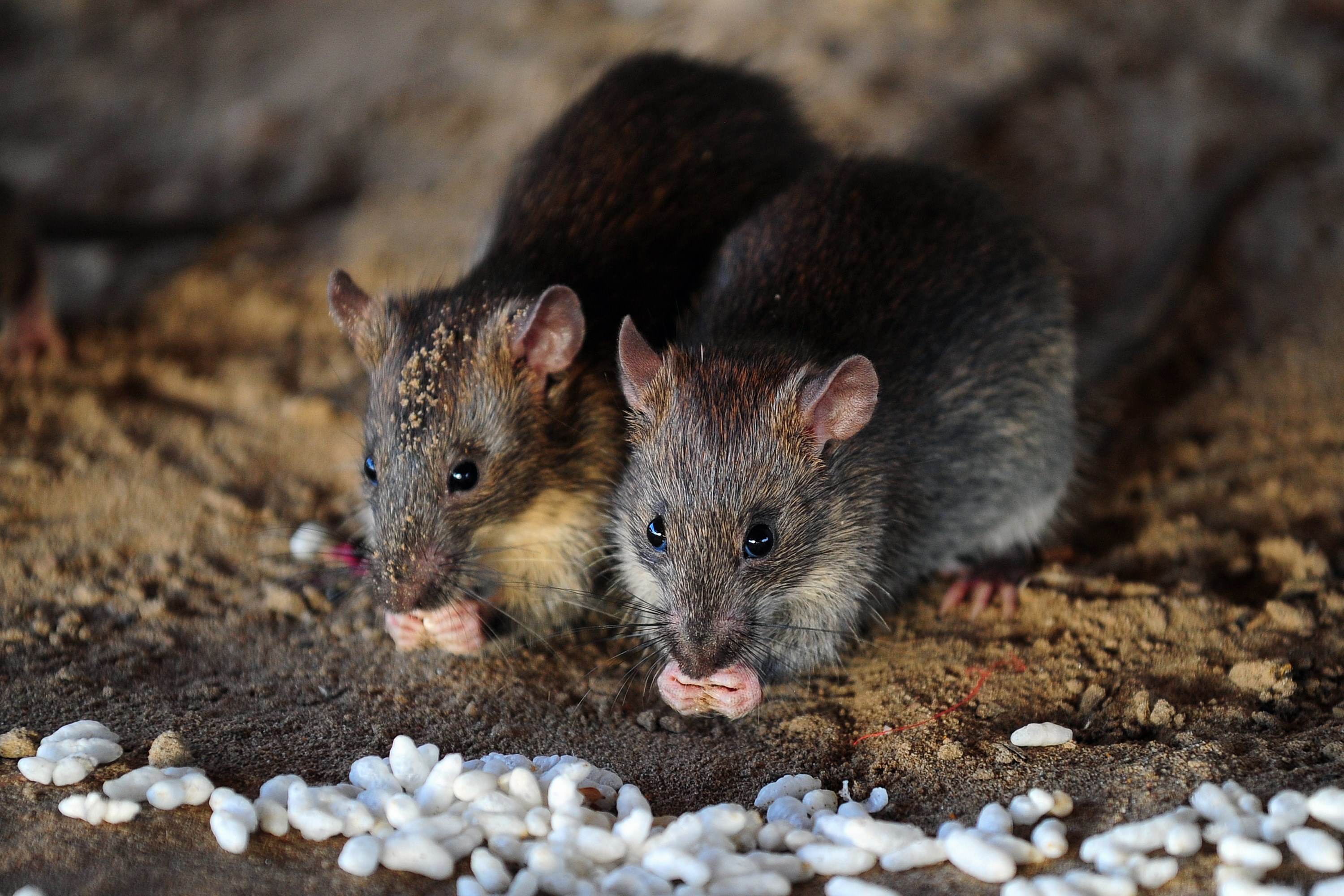 Rats 'the Size of Cats' Can Infiltrate Homes Via Toilets Says Pest