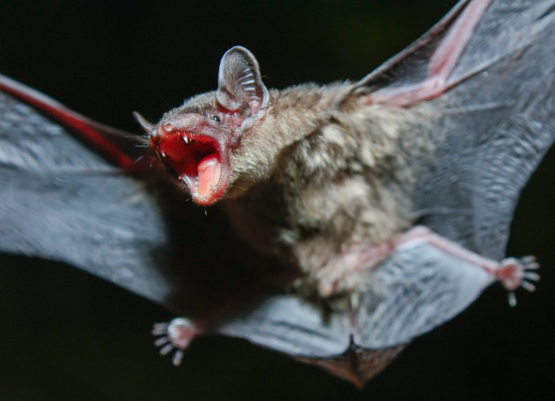 Rage Mort Illinois Bat Vaccin Traitement CDC 