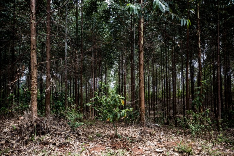 Sydney blue gum