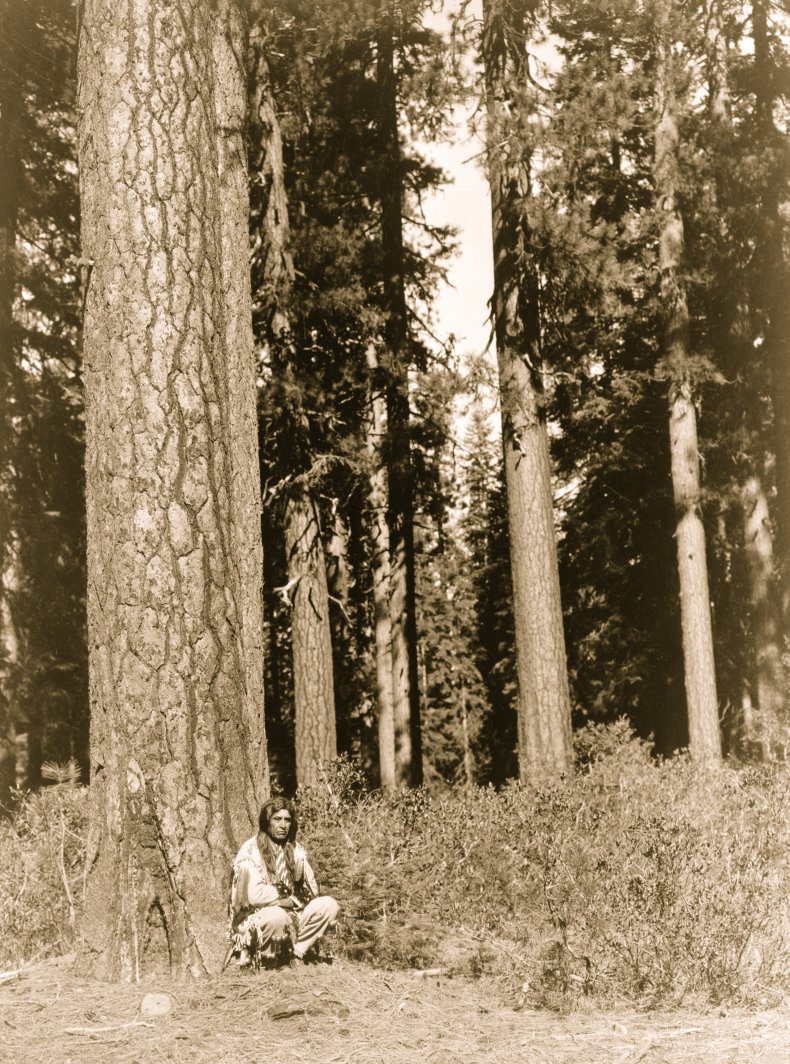 Ponderosa pine