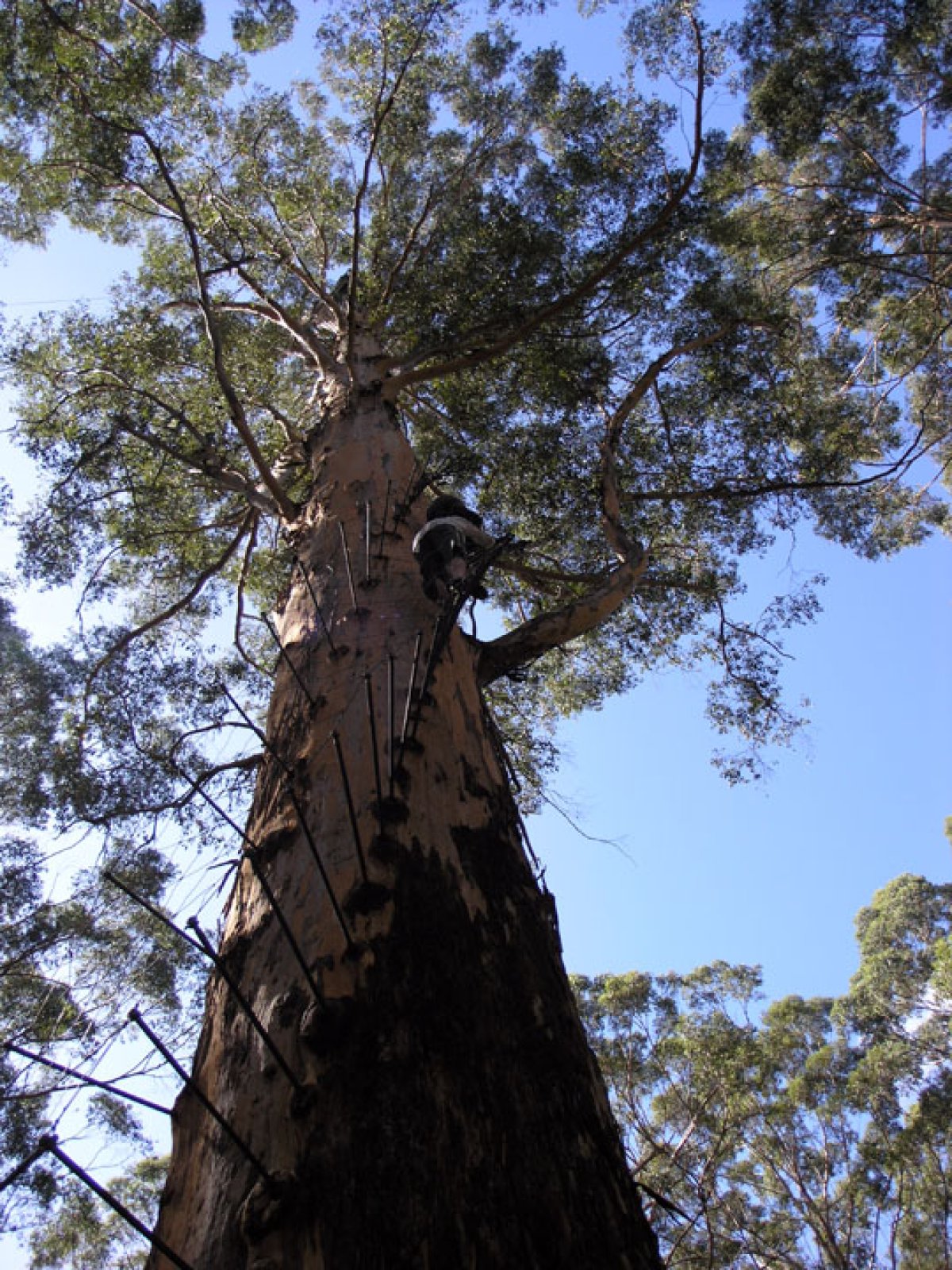 Karri (Eucalyptus diversicolor)