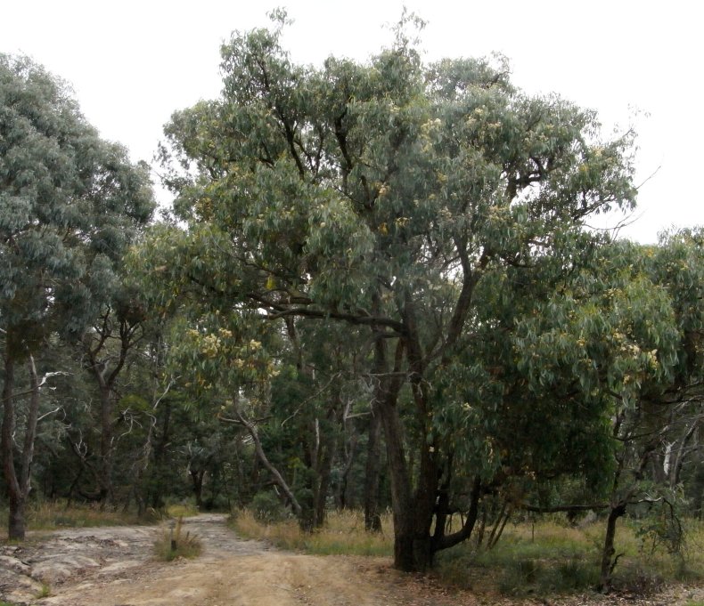 Brown top stringybark