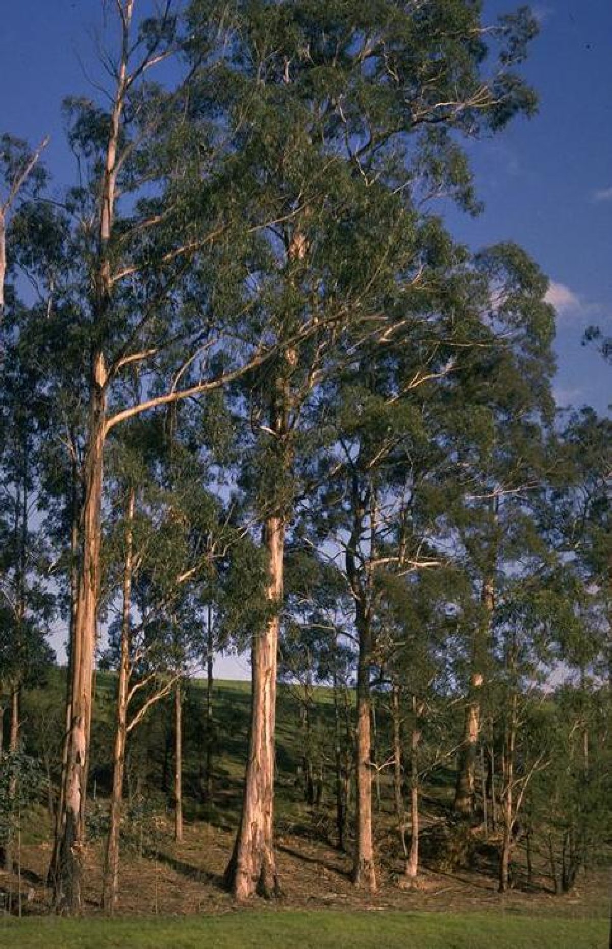 Southern blue gum, Eucalyptus globulus
