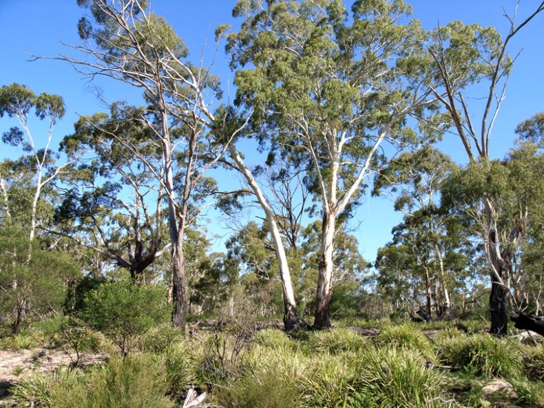 Manna gum