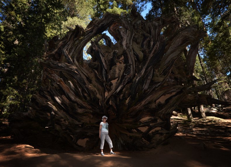 Giant sequoia