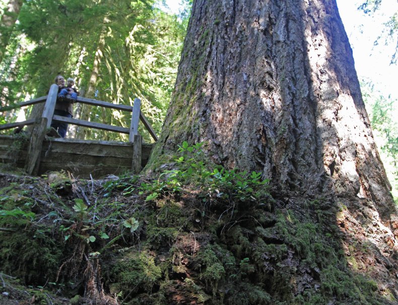 Coast Douglas-fir