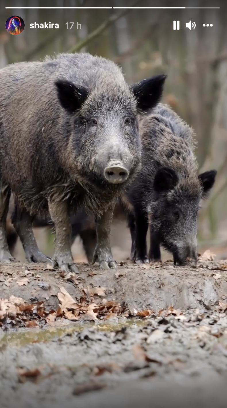 Wild boars
