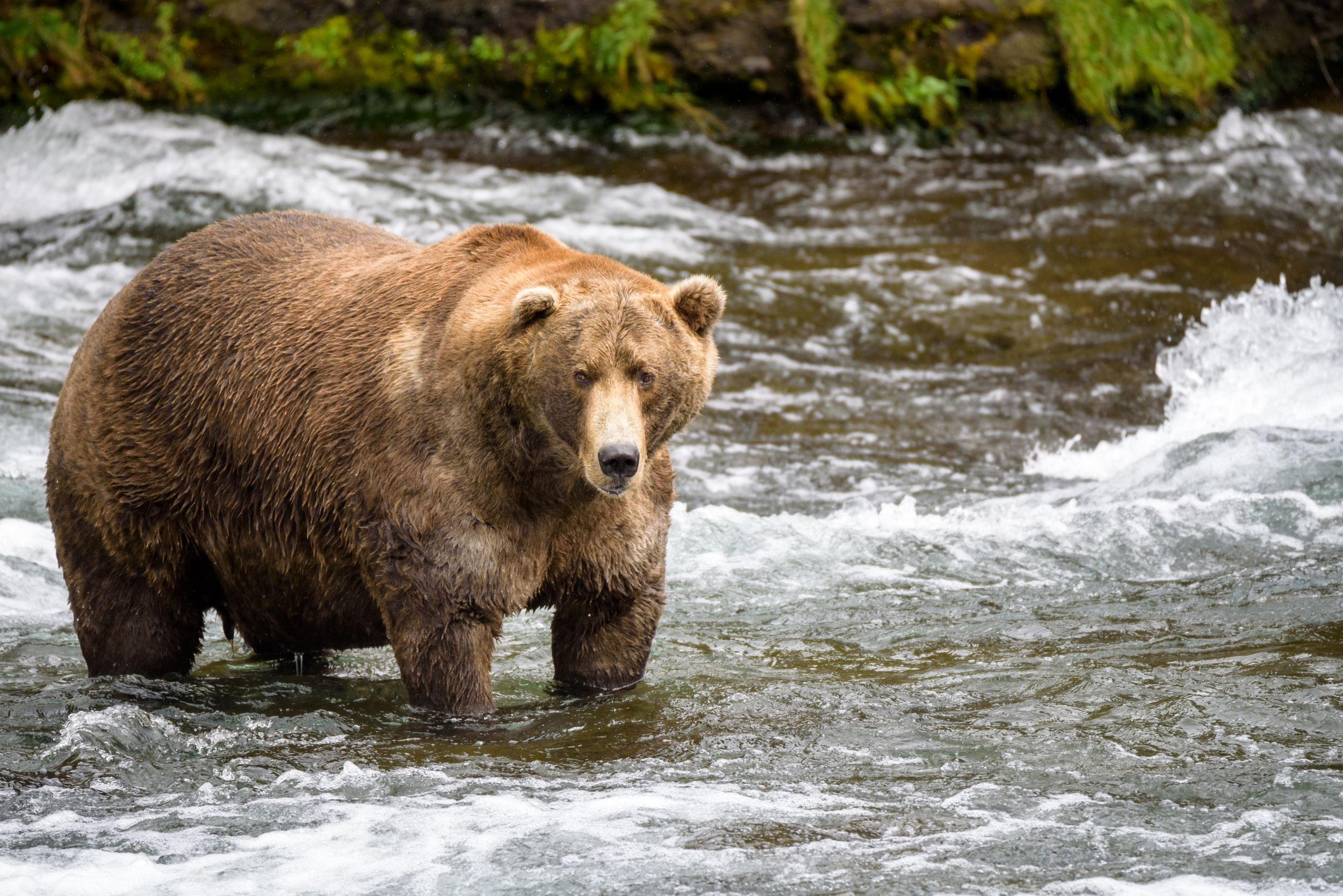 What, When Is Fat Bear Week? Watch Livestream to Help Choose National