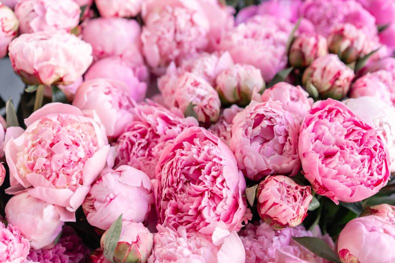 Peonies.