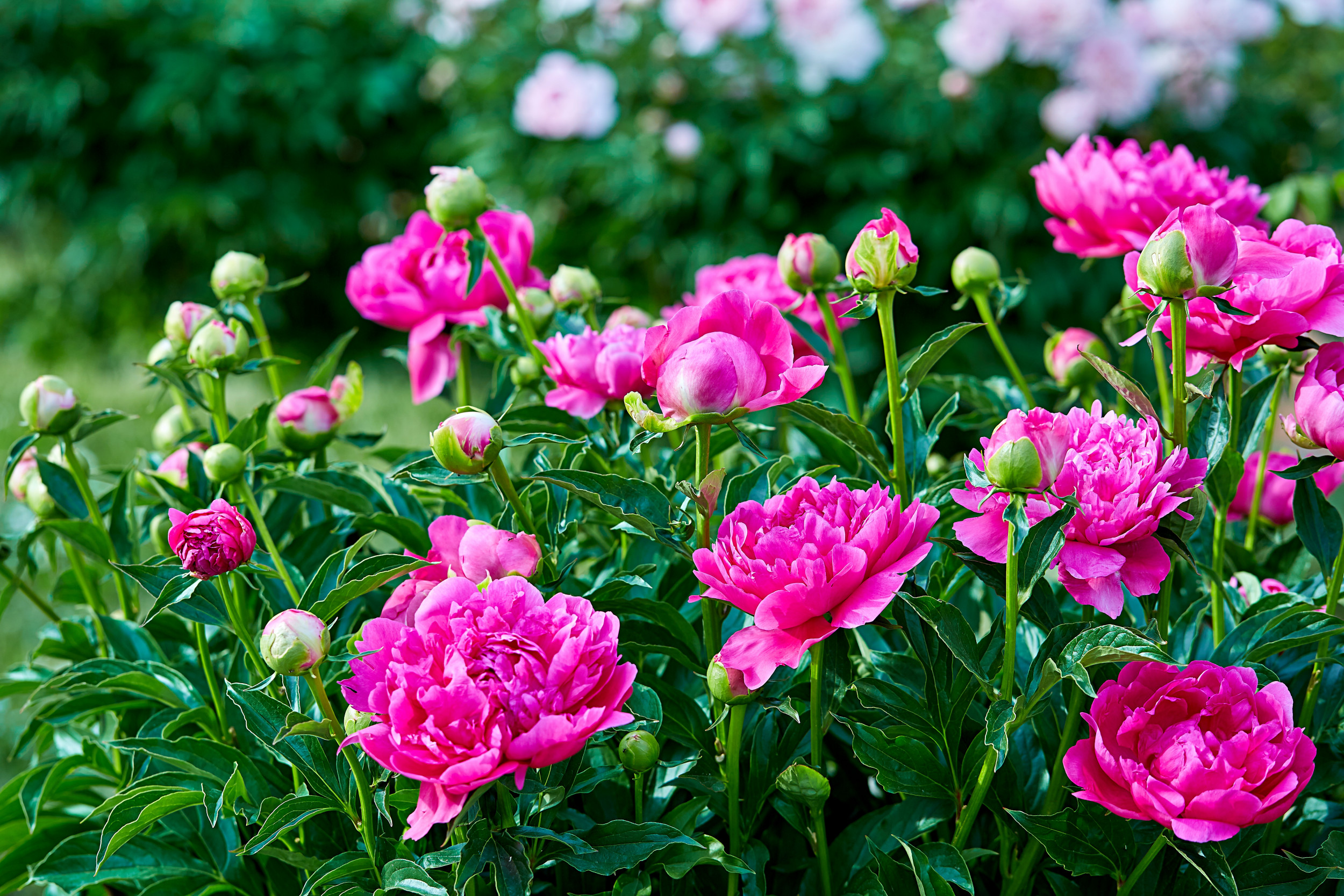 Here's When to Plant Peonies and How to Care for Them - Newsweek