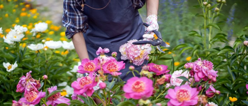 A gardener looking after peonies.