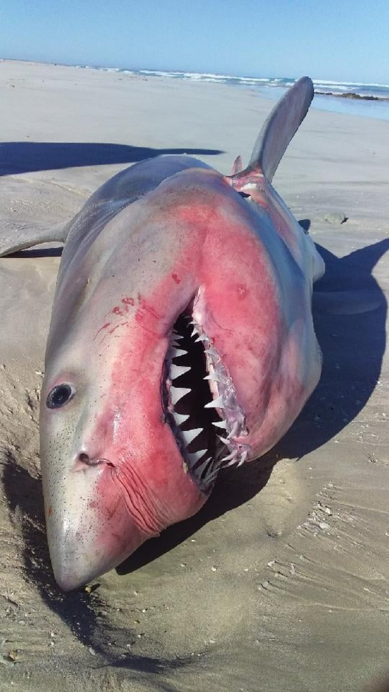 A juvenile great white shark washed up