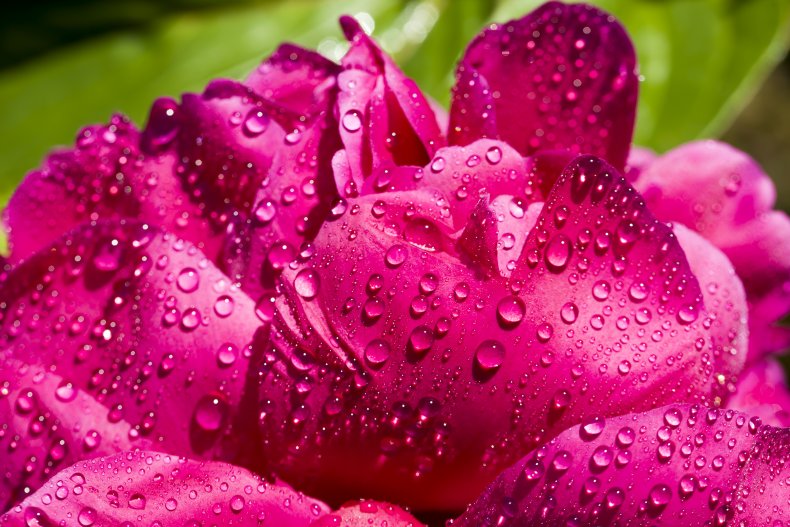 Water drops on a wild peony flower.
