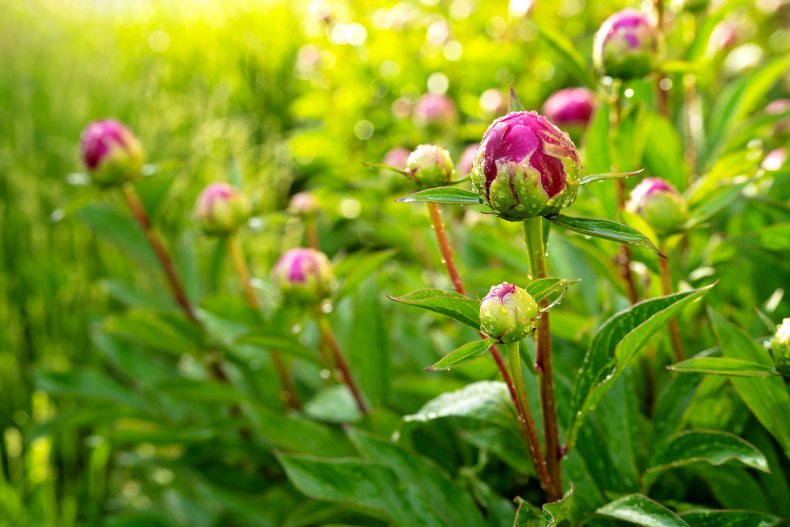 Peony flower buds in a garden.