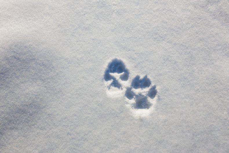 Dog paws in snow 